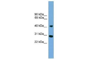 CRLS1 antibody used at 0. (CRLS1 抗体  (Middle Region))