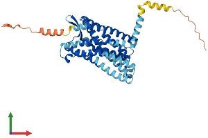 AlphaFold protein structure predicition of Mouse Recombinant Ccr1l1 Protein, UniprotID P51676