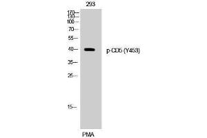 Western Blotting (WB) image for anti-CD5 (CD5) (pTyr453) antibody (ABIN3179596) (CD5 抗体  (pTyr453))