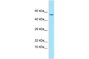 Western Blotting (WB) image for anti-Glypican 4 (GPC4) (C-Term) antibody (ABIN2435872) (GPC4 抗体  (C-Term))
