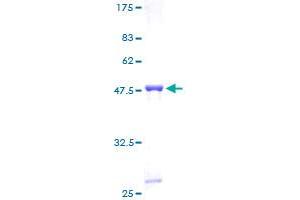 HIST1H2BN Protein (AA 1-166) (GST tag)