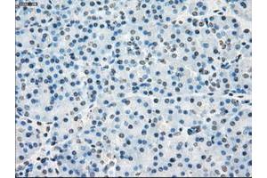 Image no. 8 for anti-P450 (Cytochrome) Oxidoreductase (POR) antibody (ABIN1497744) (POR 抗体)