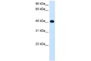 ADH4 antibody used at 1. (ADH4 抗体)
