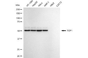 Western blotting analysis using TCP1 antibody (ABIN7800501).