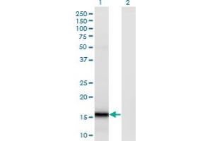 Western Blot analysis of SUMO4 expression in transfected 293T cell line by SUMO4 monoclonal antibody (M02), clone 1D3. (SUMO4 抗体  (AA 1-95))
