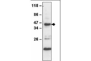 anti-Cyclophilin AtCYP37 antibody