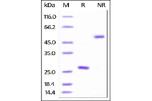 Biotinylated Human BAFF, His Tag on SDS-PAGE under reducing (R) and no-reducing (NR) conditions.