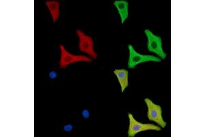 ABIN7096656 and ABIN7100721 staining HepG2 cells by IF/ICC. (CHRND 抗体)