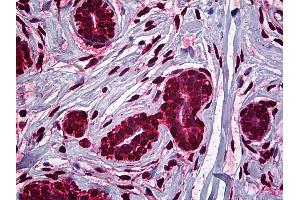 Anti-MDM2 antibody IHC of human breast. (MDM2 抗体  (AA 101-201))