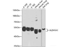 Western blot analysis of extracts of various cell lines using ALDH1A1 Polyclonal Antibody at dilution of 1:1000. (ALDH1A1 抗体)