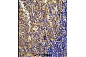 LYRM4 antibody immunohistochemistry analysis in formalin fixed and paraffin embedded human tonsil tissue followed by peroxidase conjugation of the secondary antibody and DAB staining. (LYRM4 抗体  (AA 43-69))