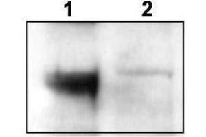 Western blot using  affinity purified anti-TrkCT1 to detect endogenous TrkCT1 in mouse cortex lysate (Lane 1). (TRKCT1 (C-Term) 抗体)