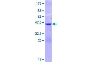 ISG15 Protein (AA 1-165) (GST tag)