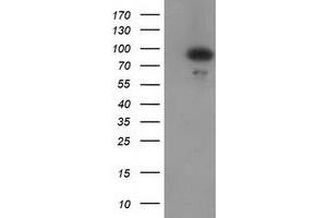 Western Blotting (WB) image for anti-Gephyrin (GPHN) antibody (ABIN1498431) (Gephyrin 抗体)