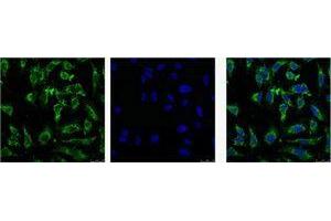 Immunofluorescence (IF) analysis of HeLa with antibody (Left) and DAPI (Right) diluted at 1:100. (EFHD1 抗体)