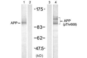 Western blot analysis of extract from mouse brain tissue, using APP (Ab-668) antibody (E021204, Lane 1 and 2) and APP (Phospho-Thr668) antibody (E011190, Lane 3 and 4). (APP 抗体)