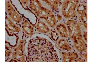 IHC image of ABIN7174204 diluted at 1:600 and staining in paraffin-embedded human kidney tissue performed on a Leica BondTM system. (NAA38 抗体  (AA 2-96))