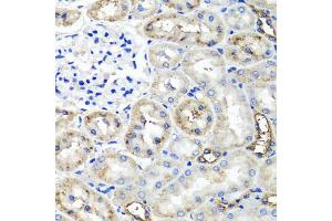 Immunohistochemistry of paraffin-embedded rat kidney using TNFAIP6 antibody.