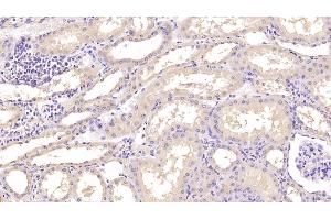 Detection of ANXA5 in Human Kidney Tissue using Monoclonal Antibody to Annexin V (ANXA5) (Annexin V 抗体  (AA 1-320))