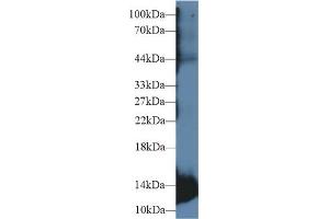Rabbit Capture antibody from the kit in WB with Positive Control: Rat skeletal muscle lysate. (Myoglobin CLIA Kit)