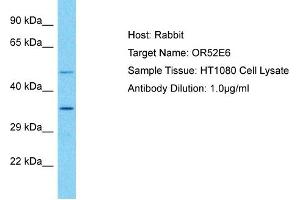 Host: Rabbit Target Name: OR52E6 Sample Type: HT1080 Whole Cell lysates Antibody Dilution: 1. (OR52E6 抗体  (C-Term))