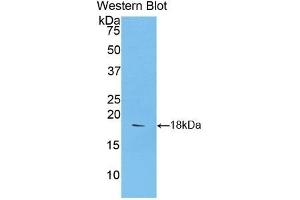 Western Blotting (WB) image for anti-Sema Domain, Immunoglobulin Domain (Ig), Short Basic Domain, Secreted, (Semaphorin) 3A (SEMA3A) (AA 31-150) antibody (ABIN7430105)