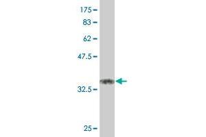 Western Blot detection against Immunogen (37. (KLF11 抗体  (AA 404-512))