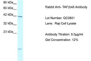 Western Blotting (WB) image for anti-TATA Box Binding Protein (TBP)-Associated Factor, RNA Polymerase I, A, 48kDa (TAF1A) (N-Term) antibody (ABIN2792589)