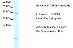Host: Rabbit Target Name: TAF(I)48 Sample Type: Raji Cell Antibody Dilution: 1. (TAF1A 抗体  (N-Term))