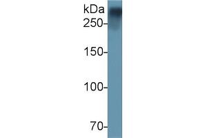 Detection of vWF in Rat Plasma using Polyclonal Antibody to Von Willebrand Factor (vWF) (VWF 抗体  (AA 269-367))