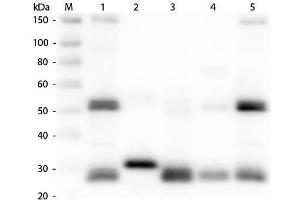 Western Blot of Anti-Rat IgG (H&L) (GOAT) Antibody . (山羊 anti-大鼠 IgG (Heavy & Light Chain) Antibody (Alkaline Phosphatase (AP)) - Preadsorbed)