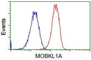 Flow cytometric Analysis of Hela cells, using anti-MOBKL1A antibody (ABIN2453311), (Red), compared to a nonspecific negative control antibody (TA50011), (Blue). (MOBKL1A 抗体)