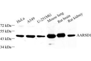 Western blot analysis of AARSD1 (ABIN7072991) at dilution of 1: 500 (AARSD1 抗体)