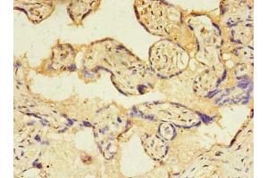 Immunohistochemistry of paraffin-embedded human placenta tissue using ABIN7172979 at dilution of 1:100 (TMED3 抗体  (AA 24-180))