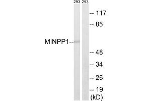 Western blot analysis of extracts from 293 cells, using MINPP1 antibody. (MINPP1 抗体  (Internal Region))