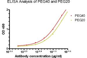 ELISA analysis of PEG40 and PEG20 using  PEG Antibody (Biotin), mAb, Mouse (Cat. (PEG 抗体  (Biotin))