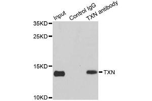Immunoprecipitation analysis of 150ug extracts of MCF7 cells using 3ug TXN antibody. (TXN 抗体)