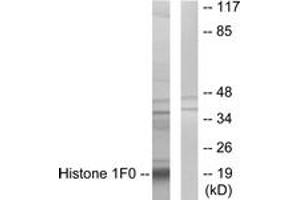 Western blot analysis of extracts from A549 cells, using Histone 1F0 Antibody. (Histone H1 抗体  (AA 71-120))