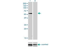 Western Blotting (WB) image for anti-Sulfite Oxidase (SUOX) (AA 1-488) antibody (ABIN563065)