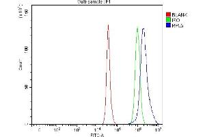 anti-Ribosomal Protein L5 (RPL5) (AA 27-297) antibody