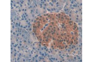 Used in DAB staining on fromalin fixed paraffin- embedded pancreas tissue (Aquaporin 8 抗体  (AA 129-228))