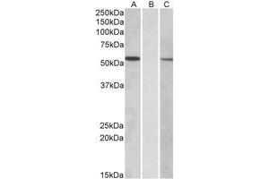 Western Blotting (WB) image for anti-Mannosyl (Alpha-1,3-)-Glycoprotein beta-1,2-N-Acetylglucosaminyltransferase (MGAT1) (Internal Region) antibody (ABIN2464723) (MGAT1 抗体  (Internal Region))