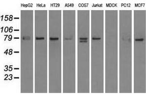 Western blot analysis of extracts (35 µg) from 9 different cell lines by using anti-SCYL3 monoclonal antibody. (SCYL3 抗体)