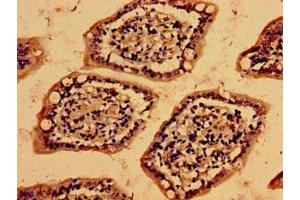 Immunohistochemistry (IHC) image for anti-Vesicle-Associated Membrane Protein 7 (VAMP7) (AA 2-186) antibody (ABIN7175485)