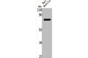 Western Blot analysis of RAT-MUSCLE cells using BRD3 Polyclonal Antibody (BRD3 抗体  (C-Term))