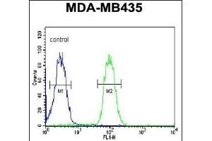CC50B Antibody (N-term) (ABIN651159 and ABIN2840104) flow cytometric analysis of MDA-M cells (right histogram) compared to a negative control cell (left histogram). (TMEM30B 抗体  (N-Term))