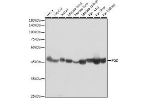 Western blot analysis of extracts of various cell lines, using PGD antibody (ABIN7269315) at 1:1000 dilution. (PGD 抗体)
