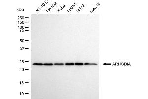 anti-rho GDP Dissociation Inhibitor (GDI) alpha (ARHGDIA) antibody