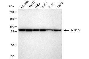 Western blotting analysis using Hsp90 beta antibody (ABIN7798872).
