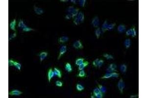 Immunofluorescence (IF) image for anti-Major Histocompatibility Complex, Class II, DR beta 1 (HLA-DRB1) (AA 30-266) antibody (ABIN6068471) (HLA-DRB1 抗体  (AA 30-266))